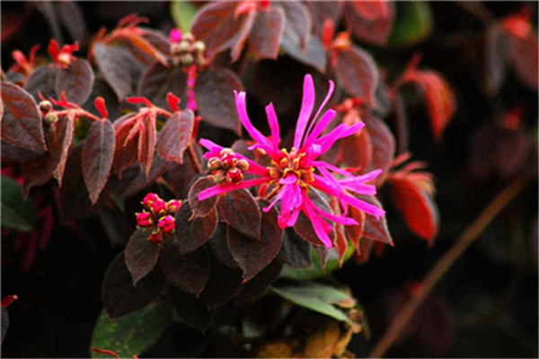 紅花繼木有哪些作用 紅花繼木有哪些作用