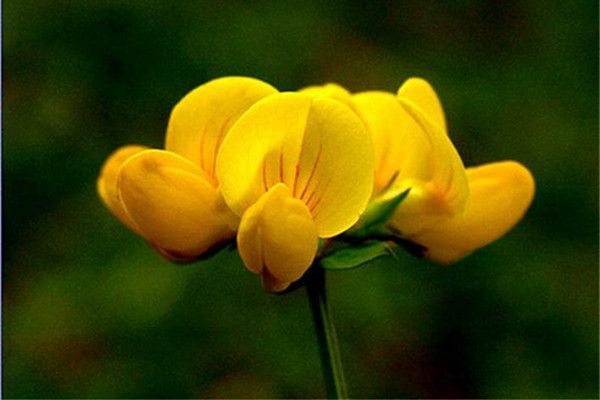 百脈根有哪些價(jià)值 百脈根有哪些價(jià)值