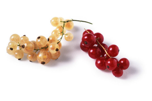 鵝莓的食用方法 鵝莓的食用方法