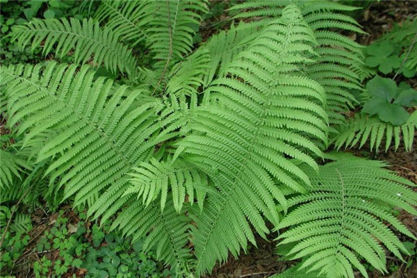 莢果蕨的作用有哪些 莢果蕨的作用有哪些