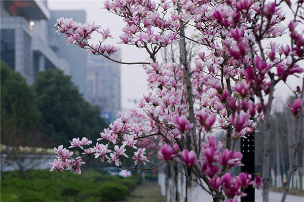 紫玉蘭的功效和作用 紫玉蘭的功效和作用