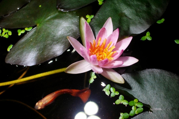 家里養(yǎng)碗蓮，魚在花下游，簡直美翻了