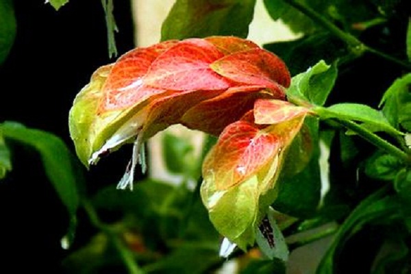 蝦衣花有哪些作用 蝦衣花有哪些作用