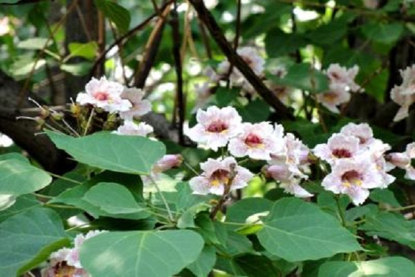 楸樹(shù)的養(yǎng)殖方法和注意事項(xiàng)