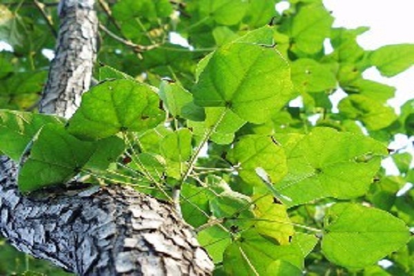 楸樹的價(jià)值有哪些 楸樹的價(jià)值有哪些