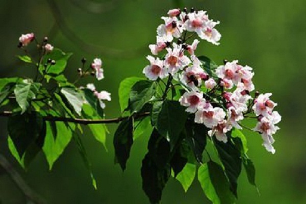 楸樹和梓樹的區(qū)別