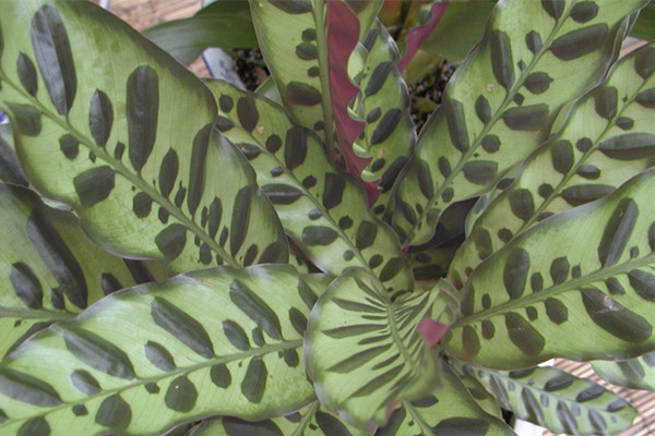 箭羽竹芋的養(yǎng)殖方法和注意事項