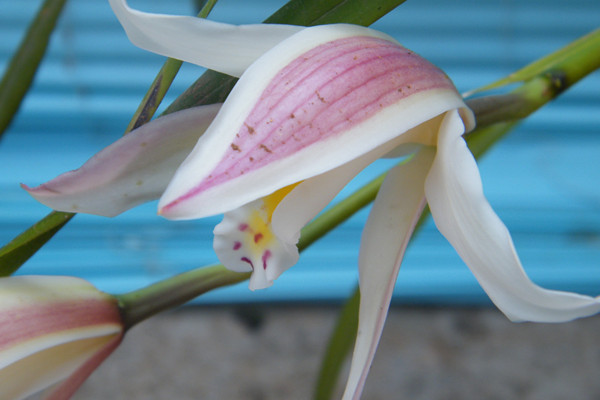 獨(dú)占春的花語及意義 獨(dú)占春的花語及意義