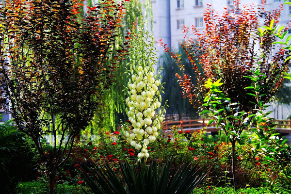 鳳尾蘭和絲蘭的區(qū)別