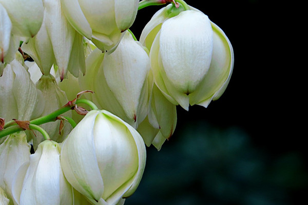 絲蘭的花語和傳說 絲蘭的花語和傳說