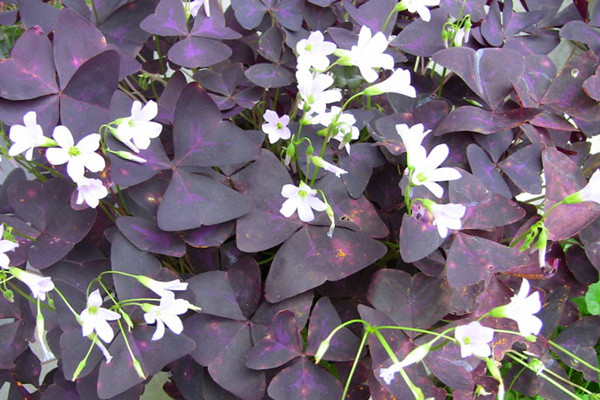 紫葉酢漿草的功效和作用 紫葉酢漿草的功效和作用