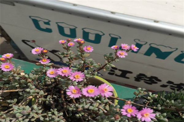 白鳳菊的作用 白鳳菊的作用