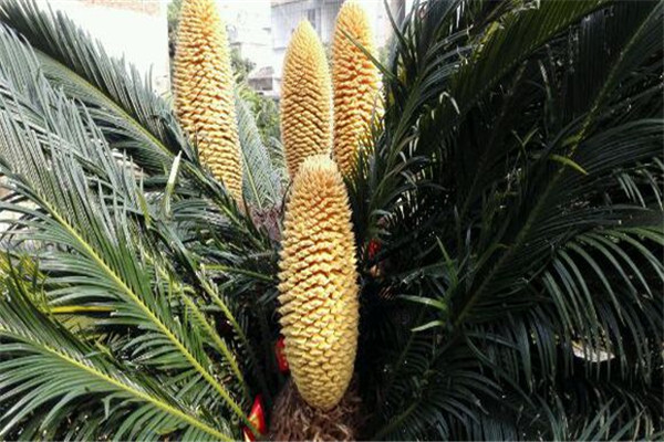 蘇鐵的花語和傳說 蘇鐵的花語和傳說