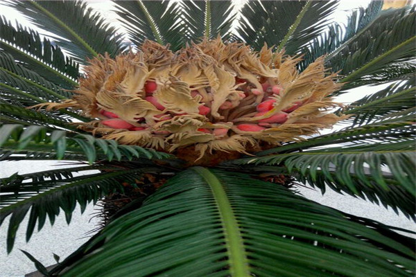 蘇鐵開花有什么征兆 蘇鐵開花有什么征兆
