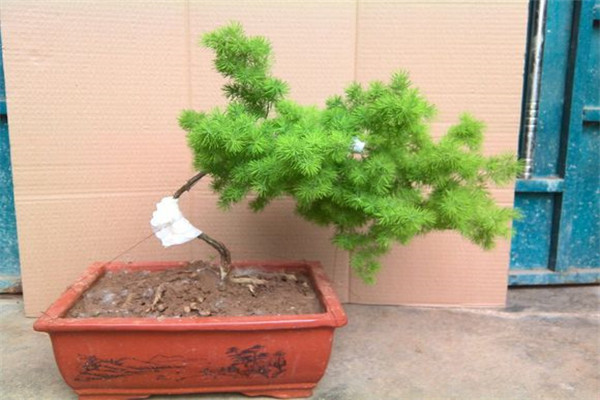 蓬萊松的養(yǎng)殖方法和注意事項(xiàng)