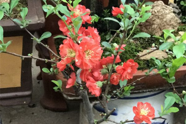 谷雨前后，種花種豆，怎么折騰都能活