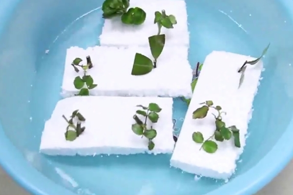 泡沫扦插視頻：泡沫扦插法，植物快速生根