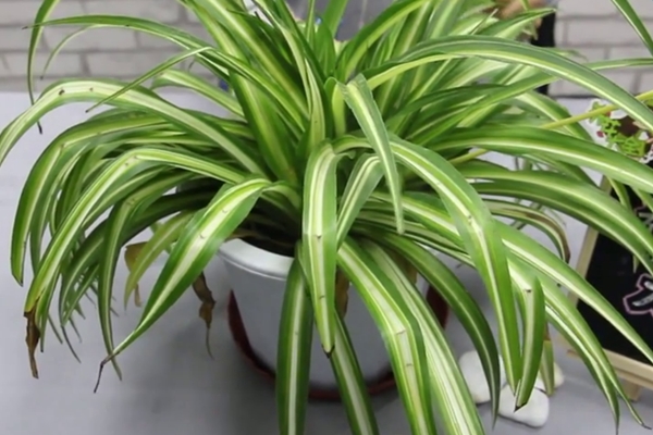 吊蘭視頻：吊蘭葉尖干焦，花盆里放點(diǎn)這個(gè)，很有用