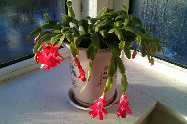 花長得太慢怎么辦