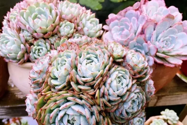 把多肉養(yǎng)成手捧花，才是我的終極夢想