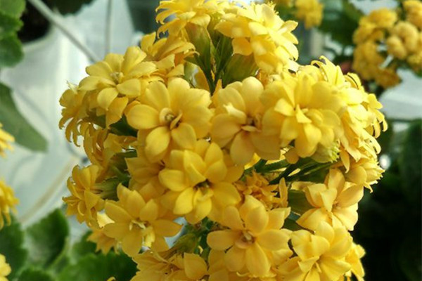 開完花的長壽，她剪刀一剪，很快又爆盆了