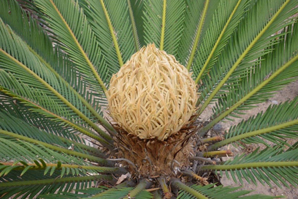 盆栽蘇鐵葉型優(yōu)美的養(yǎng)殖方法