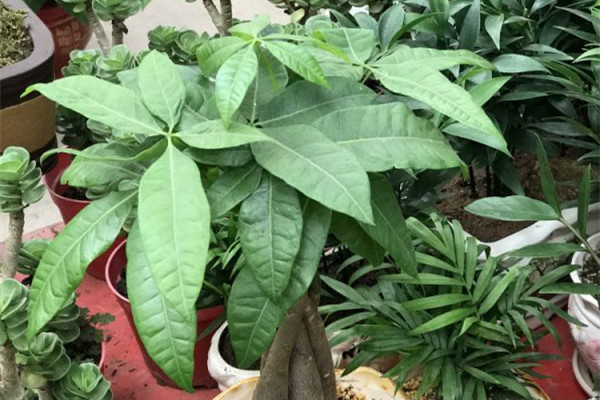 發(fā)財樹的扦插方法圖解