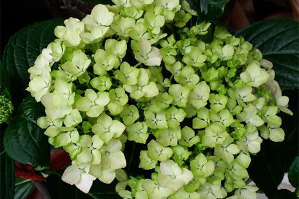 繡球花扦插方法圖解