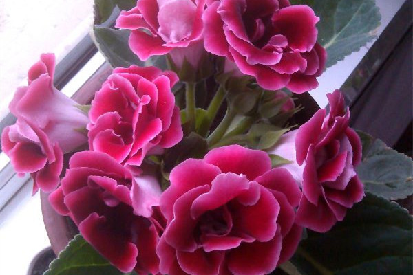 大巖桐的扦插方法圖解