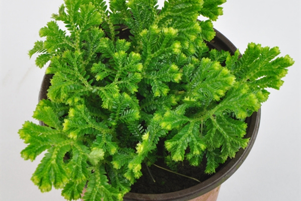 懶人必備！生命力如此頑強(qiáng)的植物，你還養(yǎng)不活，算我輸