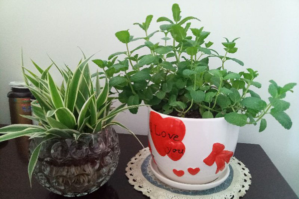 高價(jià)花盆竟被扔在垃圾桶旁！撿不撿