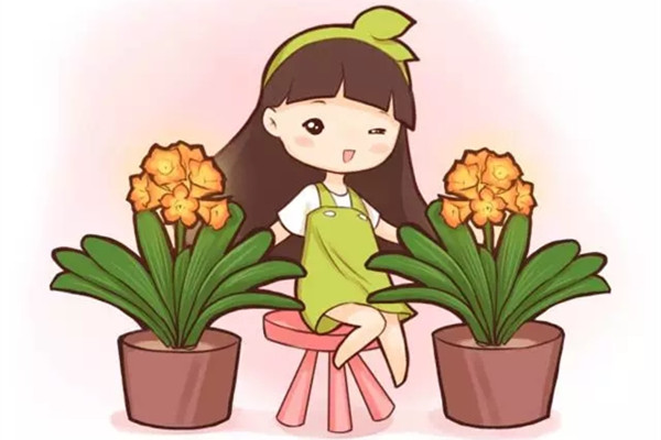 花謝后的君子蘭這樣做，不然再也開(kāi)不了花