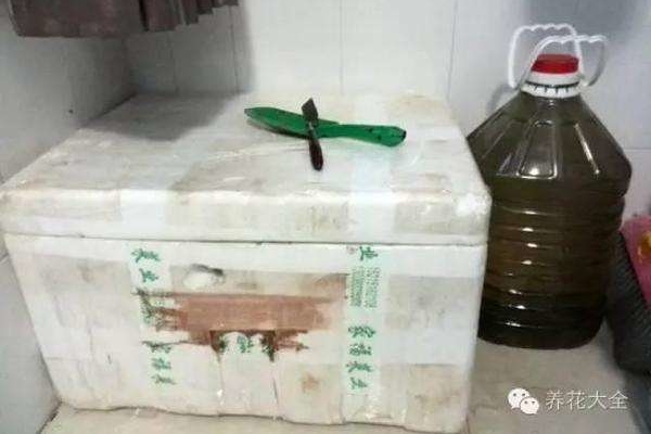 泡沫箱養(yǎng)花還能這么使？簡(jiǎn)單又實(shí)用，還不快學(xué)起來(lái)