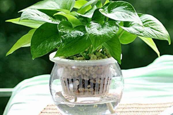 教你2招水培小技能，省錢(qián)又簡(jiǎn)單！不看別后悔