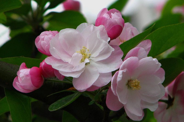 晚上開(kāi)花的植物