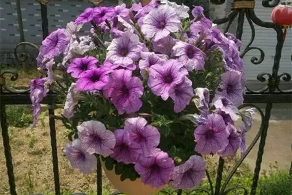 矮牽牛能夠月月開(kāi)花嗎