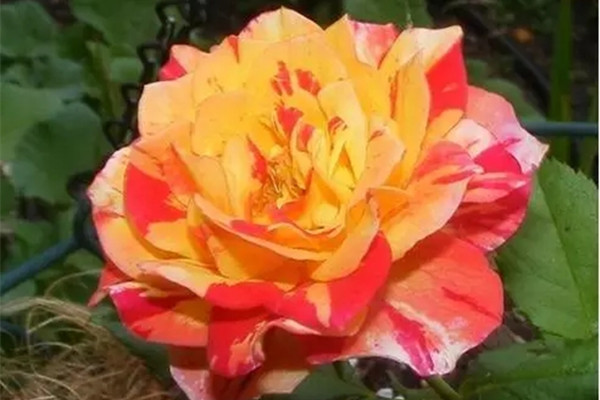 家中養(yǎng)殖月季花，如何月月開(kāi)花呢