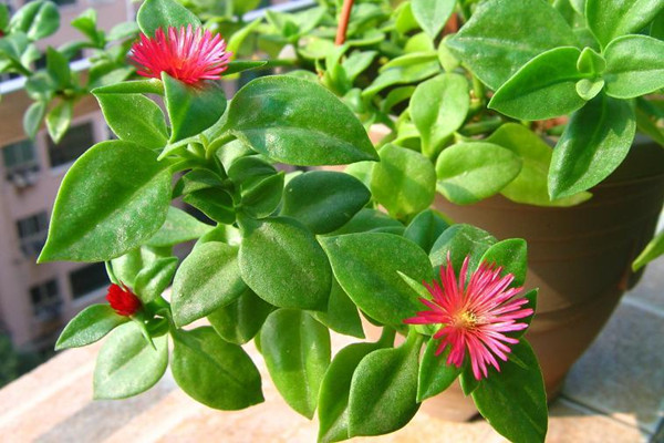 牡丹吊蘭扦插方法圖解