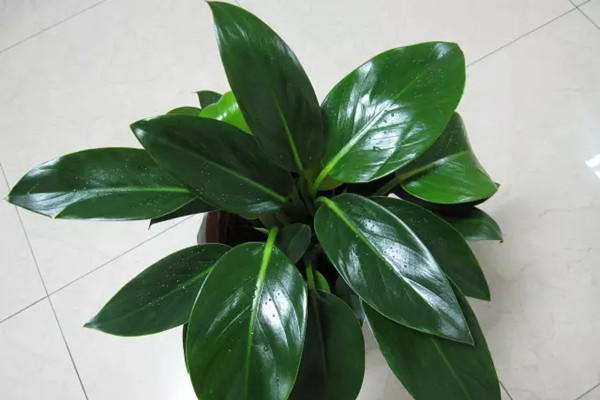 家里光照太差？不怕，這些花可以養(yǎng)