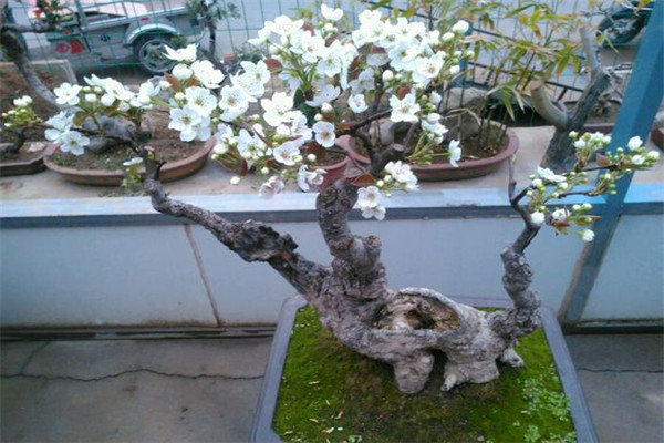 梨樹(shù)盆景怎么養(yǎng)