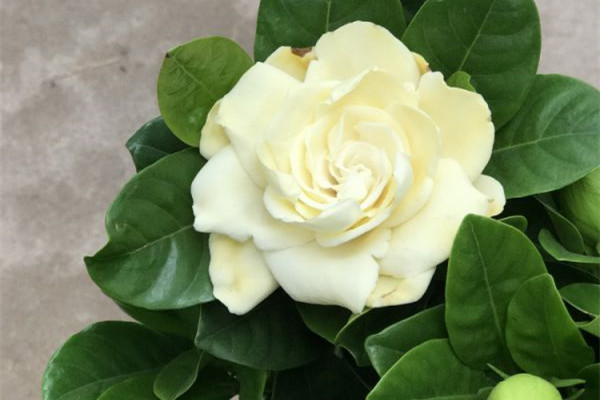 這些養(yǎng)花謠言，可能騙了你多年！別再被忽悠了