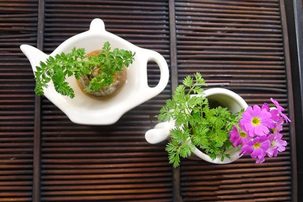 把不要的蔬菜丟盆里，秒變小森林！好看還能吃