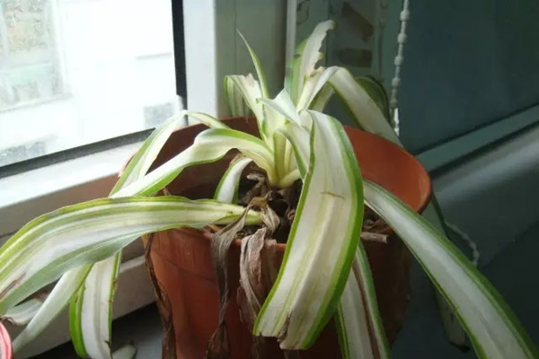 快死的吊蘭別扔，1分鐘讓它起死回生