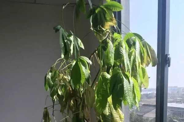 快死的發(fā)財(cái)樹別扔，1分鐘讓它起死回生