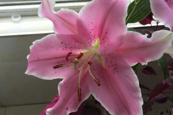 5塊錢就能買到的花，便宜又好養(yǎng)，新手必看