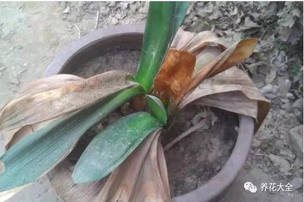 家里養(yǎng)的君子蘭快死了，這樣就能救