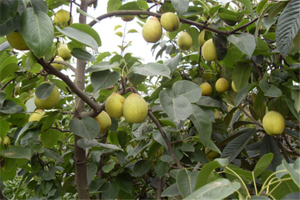 梨樹的嫁接方法