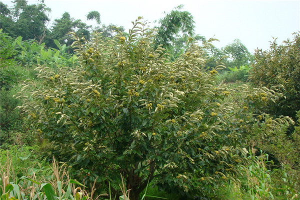 梨樹的繁殖方法