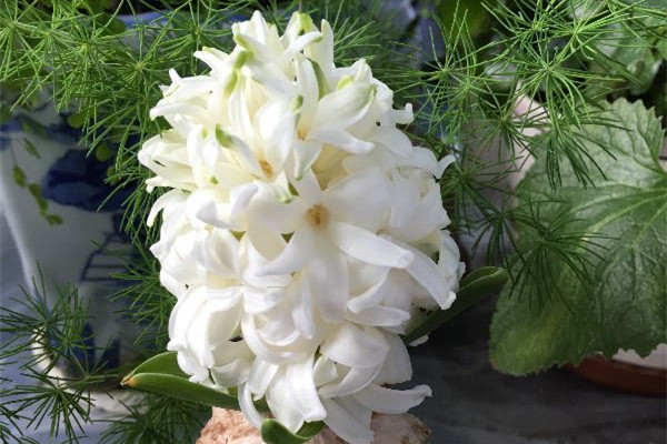 空間不足？看了這五種植物，可別再說(shuō)沒(méi)地方養(yǎng)花了