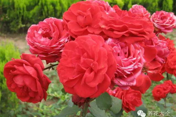 月季修剪大法，愛月季的你，學(xué)會(huì)就是大神啦